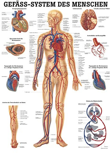 Rüdiger Gefäßsystem Poster Anatomie 70x50 cm medizinische Lehrmittel
