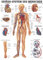 Rüdiger Gefäßsystem Poster Anatomie 70x50 cm medizinische Lehrmittel