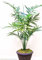 Howea forsteriana Seeds Kentia Palme Zimmerpflanze oder Standard-elegantes Wedeln Selten!