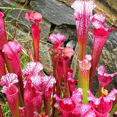 10pcs Lila Kannenpflanze Sarracenia purpurea Blumensamen Fleisch fressende Pflanze Blumen pflanzt Büro Mini-Pflanzen