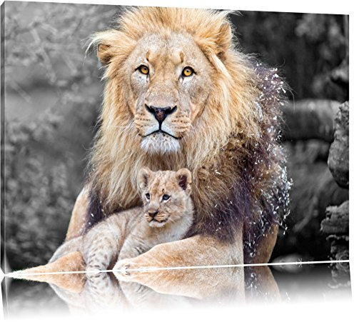 Pixxprint prächtiger Löwe kuschelt mit Jungtier B&W, Größe: 100x70cm, Leinwandbild, fertig gespannt, Wandbild, Dekoration, Kunstdruck, kein Poster