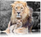 Pixxprint prächtiger Löwe kuschelt mit Jungtier B&W, Größe: 100x70cm, Leinwandbild, fertig gespannt, Wandbild, Dekoration, Kunstdruck, kein Poster
