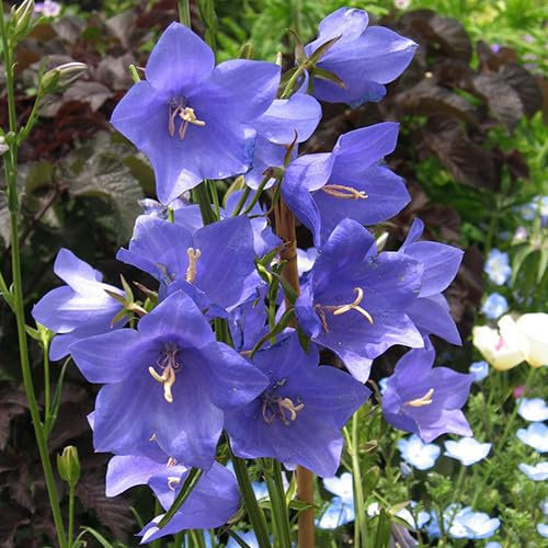 Plant World Seeds - Campanula Persicifolia 'Telham Beauty' Seeds (Perennial Flower Seeds)