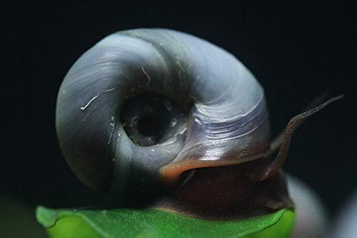 Garnelen Tom Blaue Posthornschnecke (PHS) - Premium Zuchtqualität, 5 Stück