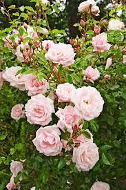 120 New Dawn Rose Samen Kräftiges wohlriechendsten DIY Hausgarten Bush Bonsai Yard Blumen So Special