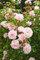 120 New Dawn Rose Samen Kräftiges wohlriechendsten DIY Hausgarten Bush Bonsai Yard Blumen So Special