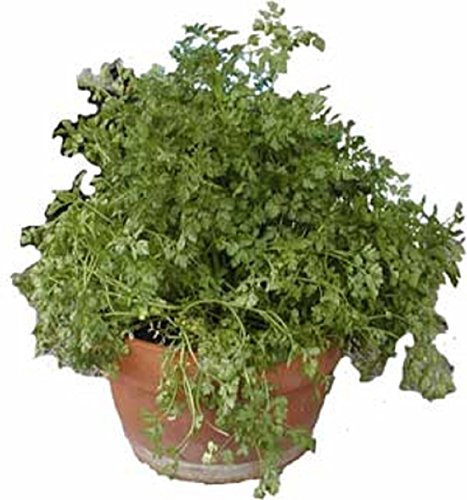 500 Semillas Hierbas PERIFOLLO ENCRESPADO culinarias - Anthriscus cerefolium