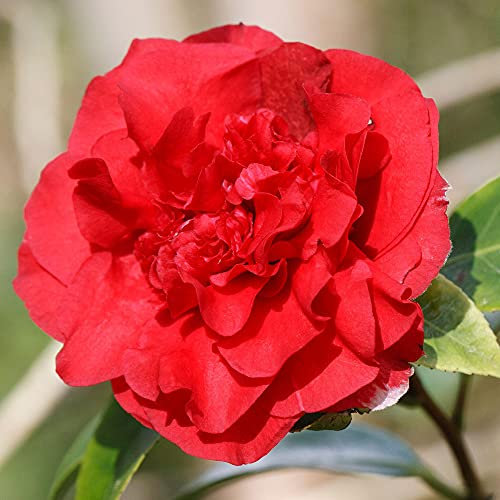 1 X Camellia WILLIAMSII 'Ruby Wedding' Bushy Evergreen Shrub Hardy Plant in Pot