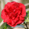 1 X Camellia WILLIAMSII 'Ruby Wedding' Bushy Evergreen Shrub Hardy Plant in Pot