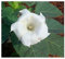 Datura parajuli - Engelstrompete - Stechapfel - 10 Samen