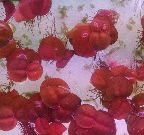 Lentille d’eau rouge [Phyllanthus fluitans] - Plante vivante pour aquarium