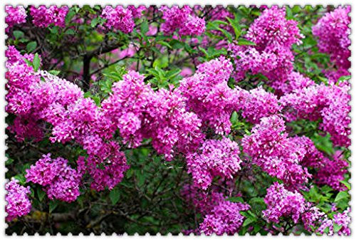 300pcs / bag hortensias paniculata 'Vanilla Fraise', semilla de Hortensia, semillas de flores bonsai, 11 colores para elegir, planta de jardín de casa