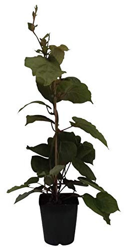 Hayward, weibliche Kiwipflanze 40-60 cm groß und gestäbt, kräftige Kiwi im 2-3,5 Liter Topf