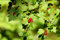 Mueller Muenchehof Pflanzen GmbH Alpen-Johannisbeere im Topf/Cont. 60-80 cm