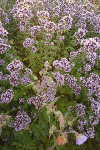 Just Seed British Wild Flower - Wild Marjoram - Origanum vulgare - 6000 Seed