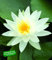BALDUR Garten Seerose (Nymphaea) Schneeweiß, 1 St. Wasserpflanze Teichpflanze