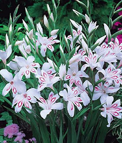 Pack x10 Dwarf Gladiolus Nanus Gladioli 'Nymph' Quality Summer Bulbs