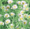 ti-flair - Servietten - Piccoli Margherite - Blumen / Mageriten / Gras