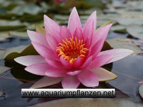 1 Seerose der Sorte Franz Berthold, himbeerrote Blüte für den Teich, Teichpflanzen, Wasserpflanzen