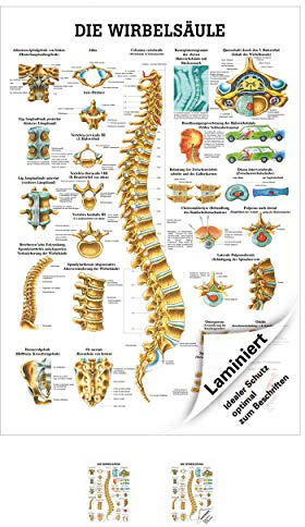 Sport-Tec Wirbelsäule Mini-Poster Anatomie 34x24 cm medizinische Lehrmittel