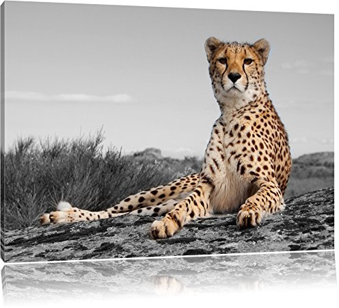 Pixxprint prächtiger Gepard in Savanne B&W, Größe: 60x40cm, Leinwandbild, fertig gespannt, Wandbild, Dekoration, Kunstdruck, kein Poster