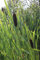 WASSERPFLANZEN WOLFF - Typha latifolia - Breitblättriger Rohrkolben - 4er-Set QUALITÄTSSTAUDEN im PFLANZKORB - heimisch - winterhart -