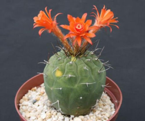 Matucana Madissoniorun rote Kakteen seltener Kaktus 15 SEEDS