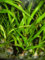 Wasserpflanze Crinum thaianum Thailändische Wasserlilie, Aquarienpflanzen
