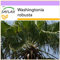 SAFLAX - Palmier éventail - 12 graines - Washingtonia robusta