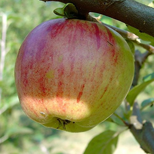Apfelbaum Gravensteiner aromatischer Frühherbstapfel Halbstamm 150-170 cm Veredelungsunterlage MM111