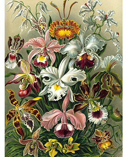 Bumblebeaver Nature Art ERNST Haeckel Plant Flower Biology Germany Vintage Poster Print 12x16 inch 30x40cm Natur Pflanze Blume Biologie Deutsche Jahrgang