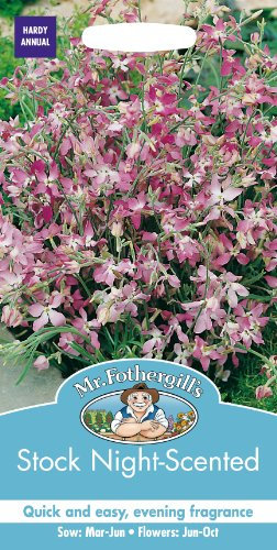 Mr. Fothergill's 16655 Stock Night Scented Flower Seeds,pink