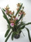 Mühlan - Orchideenmix 2 Pflanzen mit je Zwei Rispen