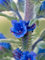 Green Leaf ®200 Natternkopf Echium Vulgare Blau Blumensamen