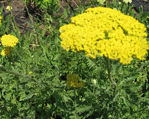 Achillea filipendulina 'Parker' - Schafgarbe - Staudenkulturen Wauschkuhn - Staude im 9x9cm Topf