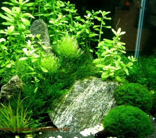 Nano 7, Aquarien Pflanzen Set, Nanoaquarium 20-30l