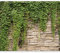 Fototapete murando 350x256 cm Vlies Tapeten Wandtapete XXL Moderne Wanddeko Design Wand Dekoration Wohnzimmer Schlafzimmer Büro Flur Steine Mauer Efeu b-A-0173-a-d