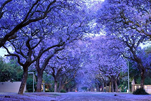 Blu Viola Jacaranda Jacaranda Mimosifolia Albero Arbusto Heirloom 30 semi sfusi