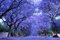 Blu Viola Jacaranda Jacaranda Mimosifolia Albero Arbusto Heirloom 30 semi sfusi