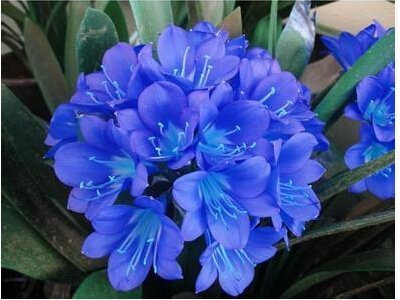 Clivia Blumensamen drinnen im Frühjahr und Winter Jahreszeiten Samen Paket vergossen Samen leicht anziehen 10 Samen