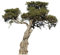 Bilderwelten Wandtattoo Baum No.394 Olivenbaum, Größe HxB:28cm x 30cm