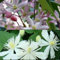 2 x Clematis Kletterpflanzen: Clematis Apple Blossom (Immergrün) & Clematis Summer Snow - Weiß & Rosa - Immergrün, Mehrjährig und Winterhart | 2 x 1,5 Liter Töpfe