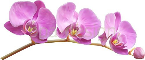 Sticker Autocollant Mural Nature Fleur Orchidée - SAD1005 (Largeur 20cm)