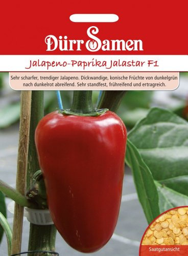 Paprikasamen - Jalapeno-Paprika Jalastar F1 von Dürr-Samen