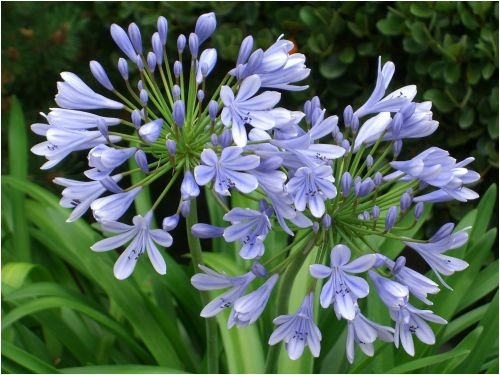 Seedeo Schmucklilie Liebeslume (Agapanthus orientalis ssy. praecox) 25 Samen