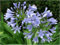 Seedeo Schmucklilie Liebeslume (Agapanthus orientalis ssy. praecox) 25 Samen