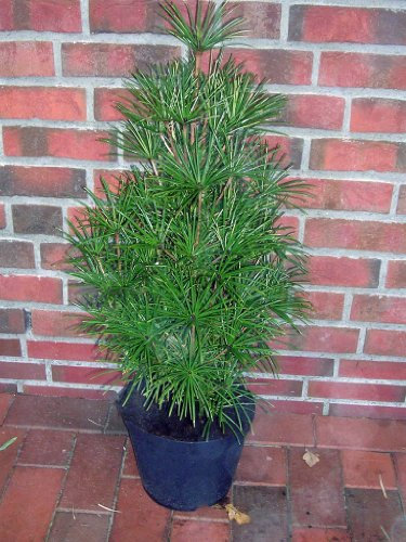 Schirmtanne, Höhe: 70-80 cm, Sciadopitys verticillata, winterharte Pflanze + Dünger
