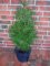 Schirmtanne, Höhe: 70-80 cm, Sciadopitys verticillata, winterharte Pflanze + Dünger
