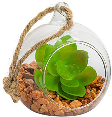 Nicola Spring Terrarium en verre à suspendre - 8 cm - Pot de fleurs ouvert pour intérieur et extérieur, jardin, plantes grasses, cactus, fougères, plantes à suspendre sur table