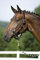 United Sportproducts Germany USG 15000005-601-400 Lederhalfter, schwarz mit grau/ schwarzer Strickeinlagen, Leder unterlegt, silberfarbenen Beschlge, Gr. Pony